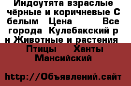 Индоутята взраслые чёрные и коричневые С белым › Цена ­ 450 - Все города, Кулебакский р-н Животные и растения » Птицы   . Ханты-Мансийский
